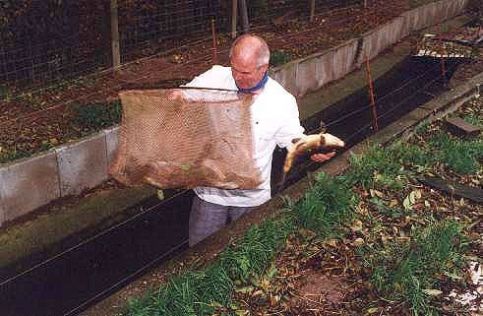 Blaue Forellen fangfrisch im Netz