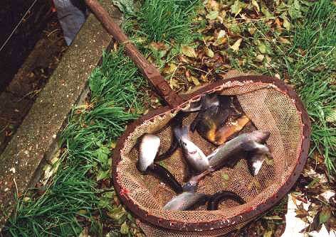 Fangfrische Forellen aus dem eigenen Teich